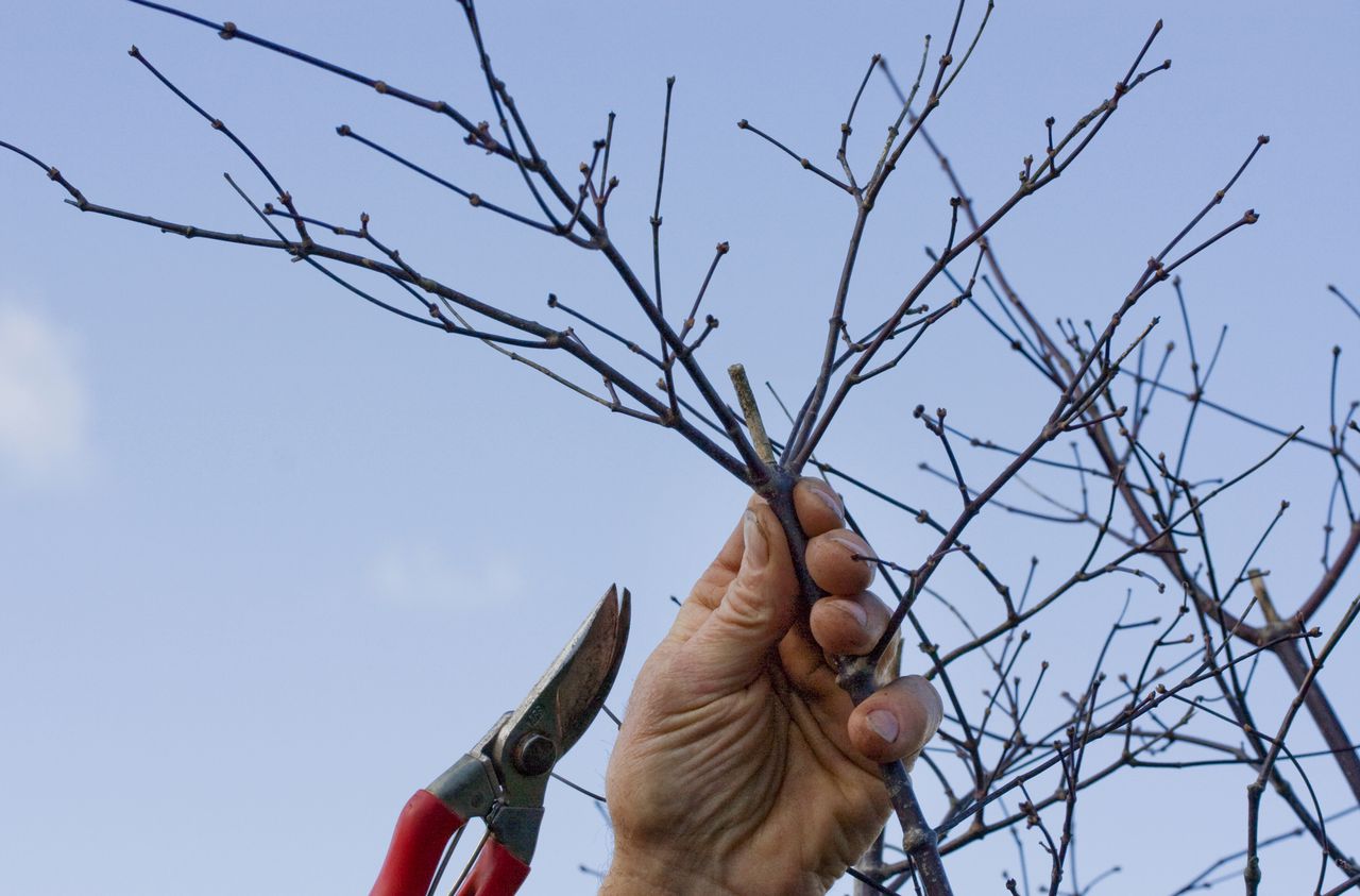 How to Prune a Japanese Maple