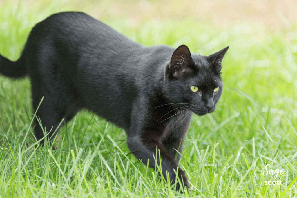 Cat at Clover Brooke Farm.