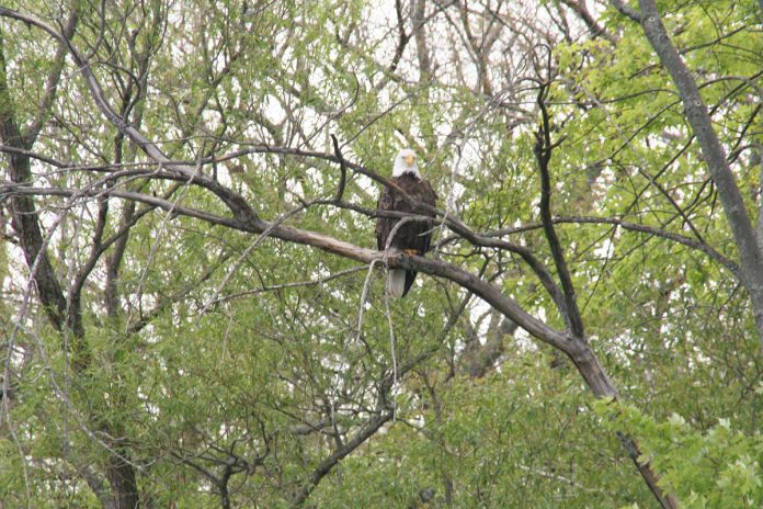 Jenn McCallum spotted this endangered bald eagle along the shores of Rice Lake. (Photo: Jenn McCallum)