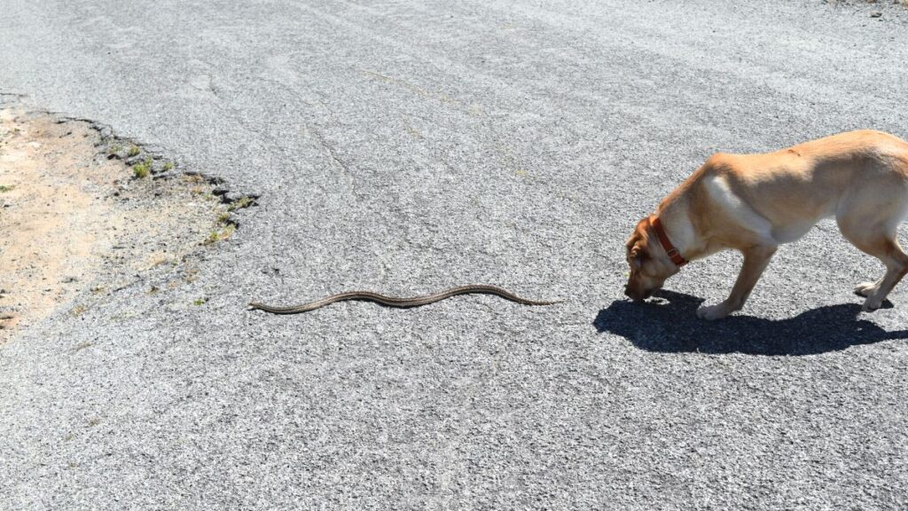 5 Basic Snake Safety Tips All RVers Need To Know 4 5 Basic Snake Safety Tips Every RVer Should Know - Dogs and Snakes